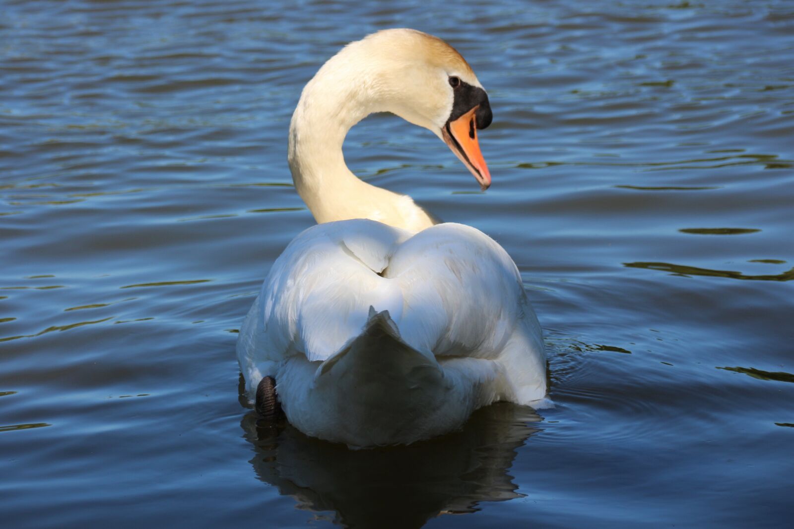 Canon EOS 700D (EOS Rebel T5i / EOS Kiss X7i) sample photo. Animal, swan, bird photography