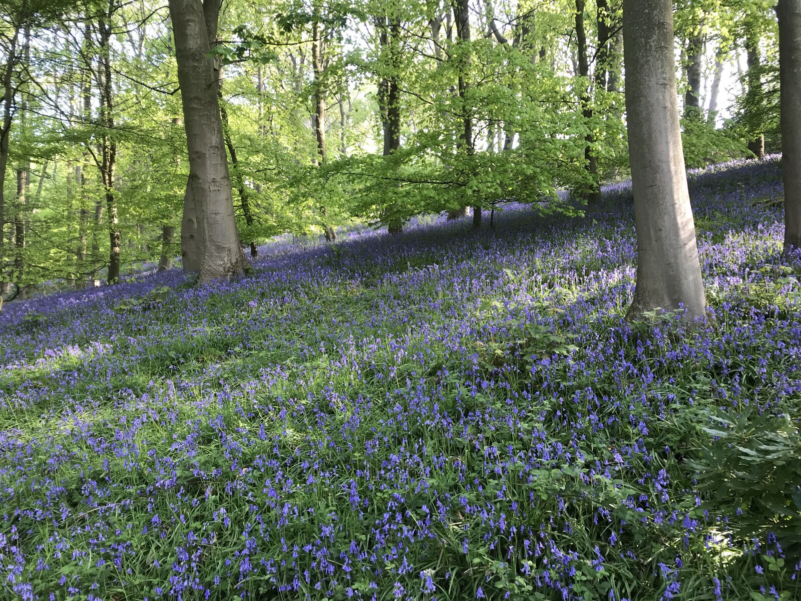 iPhone 7 back camera 3.99mm f/1.8 sample photo. Bluebells, spring, woodland photography