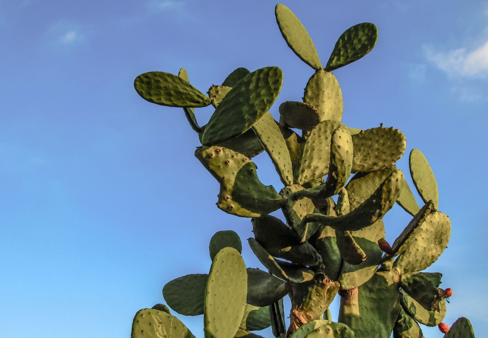 Canon PowerShot SX400 IS sample photo. Prickly pear, plant, cactus photography
