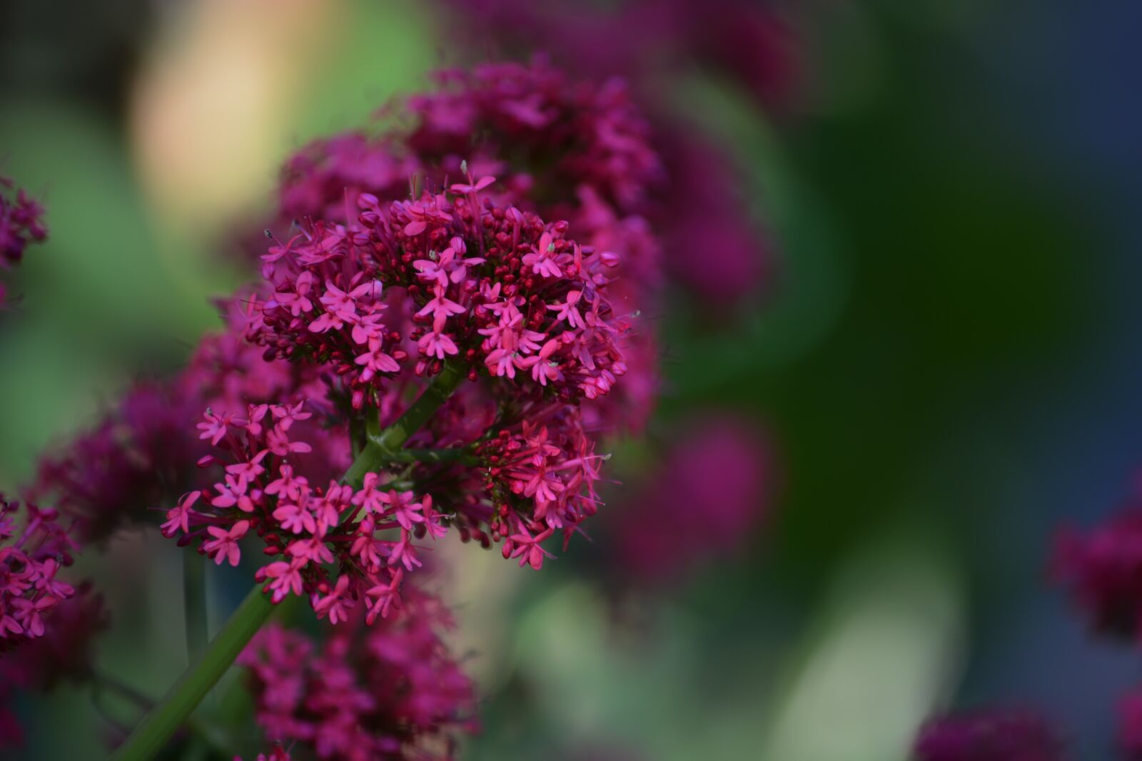 Nikon D5200 sample photo. Flowers, garden, purple photography