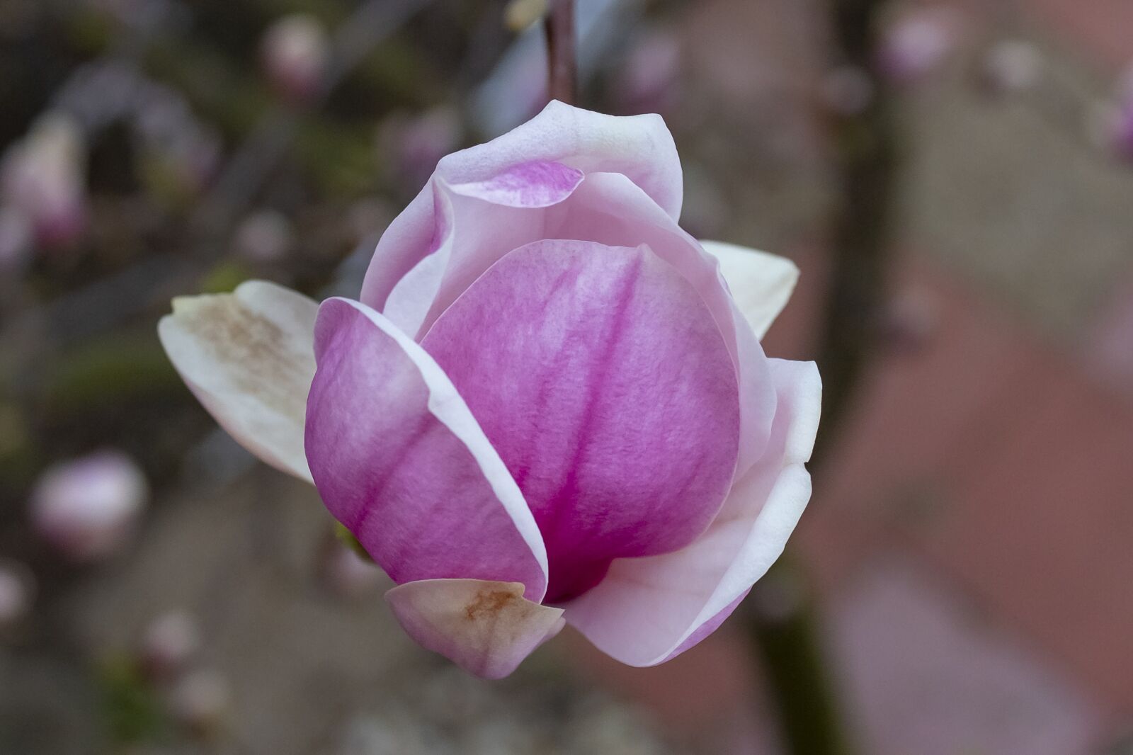Canon EOS 1300D (EOS Rebel T6 / EOS Kiss X80) sample photo. Magnolia, shrub, flower photography
