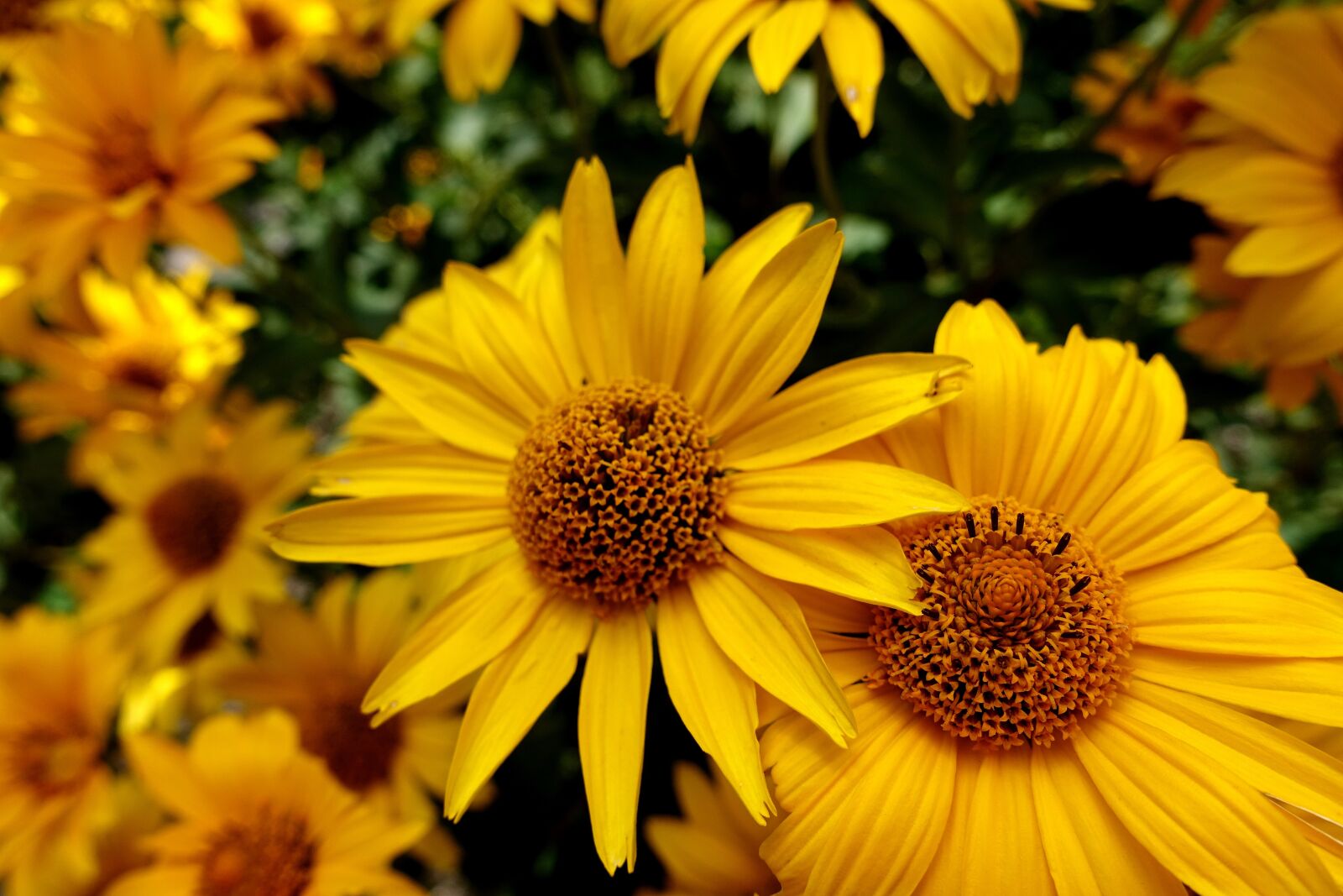 Sony DSC-RX100M5 sample photo. Flower, yellow, plant photography