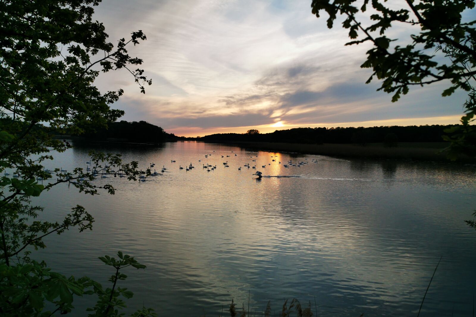 HUAWEI P30 Pro sample photo. Horstsee, wermsdorf, swans photography