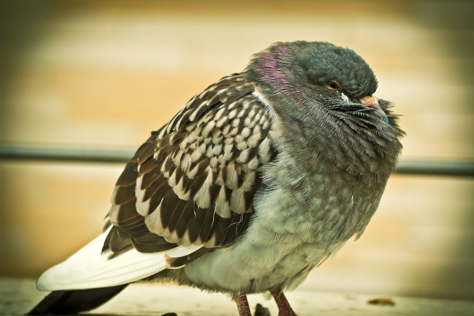 Olympus OM-D E-M10 sample photo. Dove, animal, bird photography
