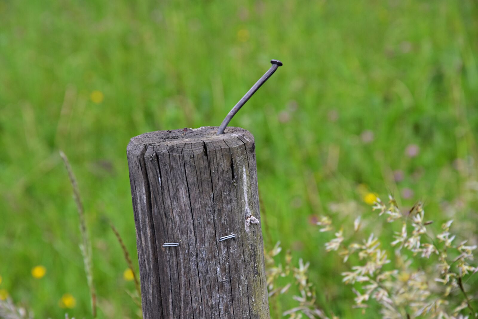 Nikon D3400 sample photo. Grass, nature, summer photography
