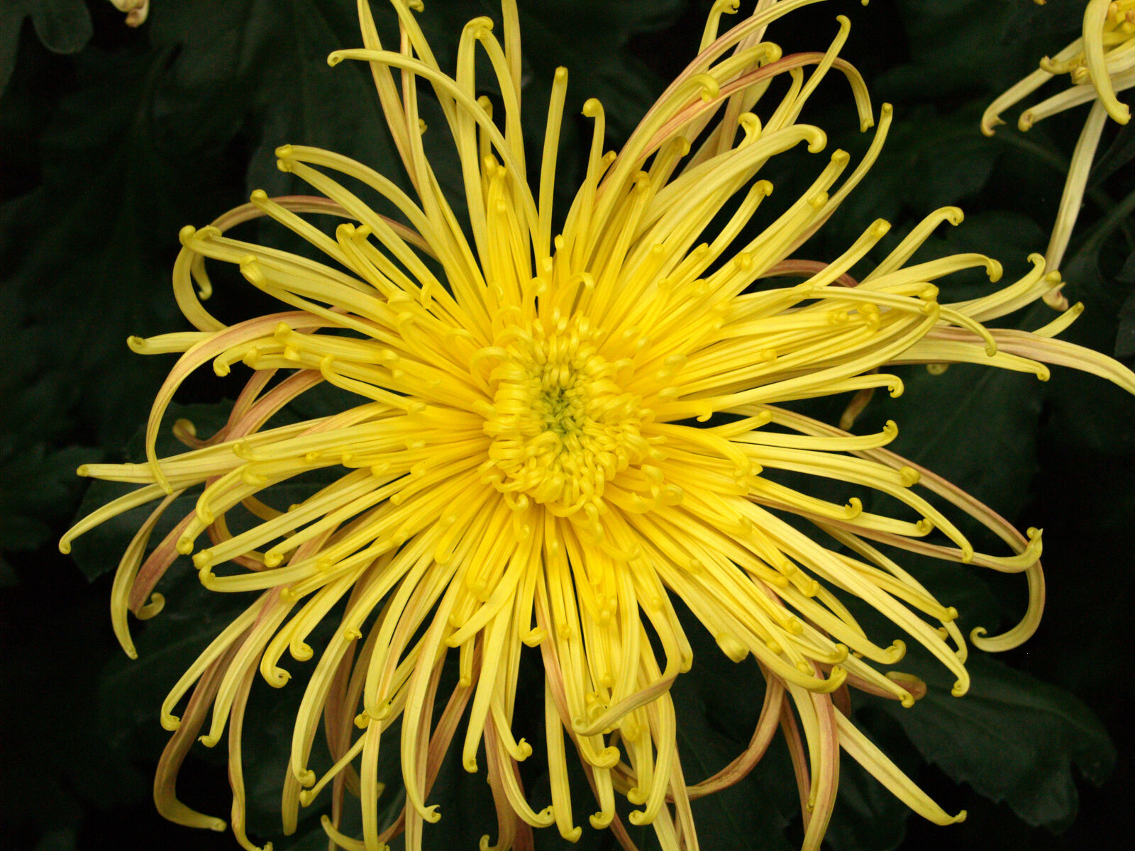 Olympus E-500 (EVOLT E-500) sample photo. Chrysanthemum, flower, yellow photography