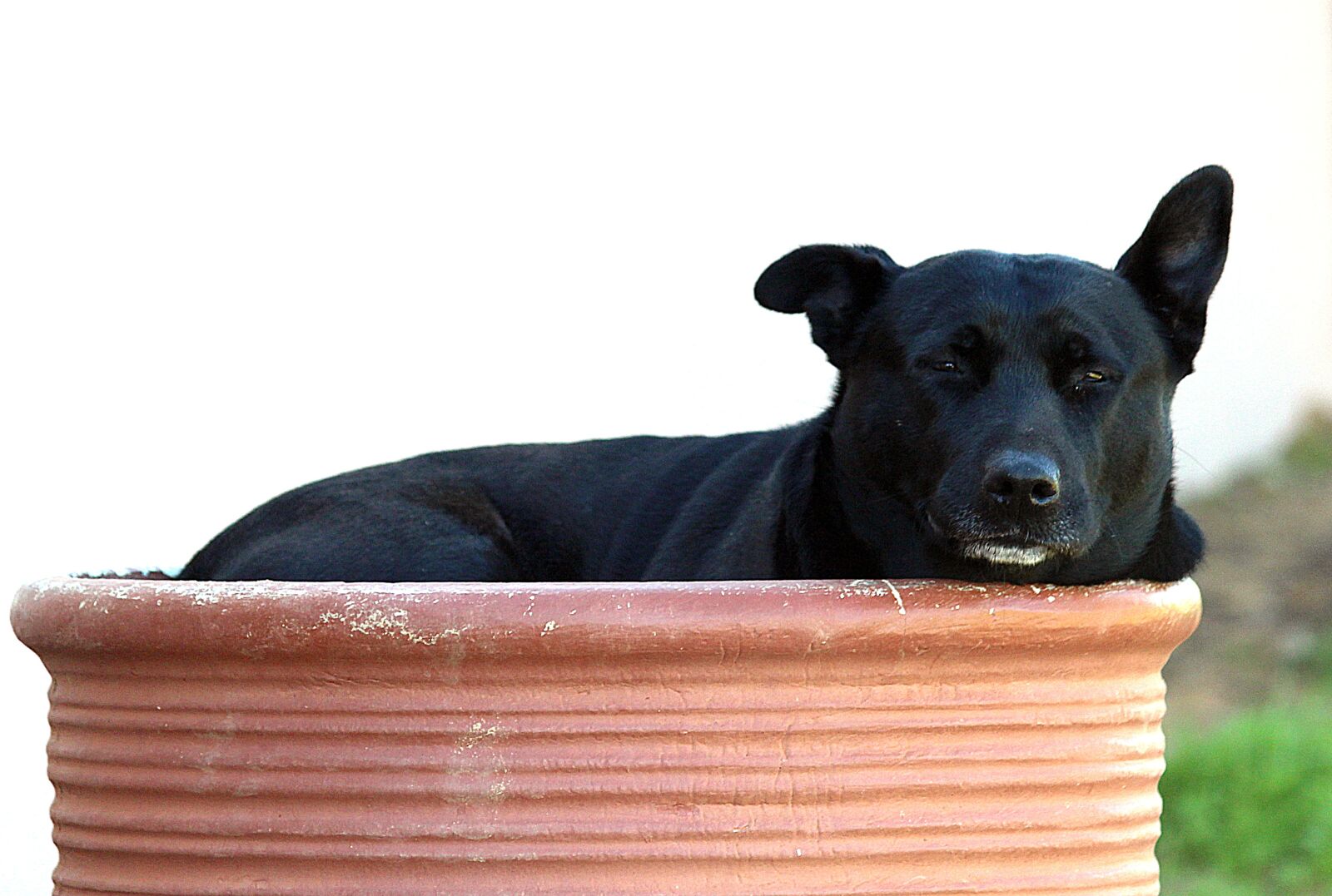 Canon EOS 650D (EOS Rebel T4i / EOS Kiss X6i) sample photo. Dog, bumentopf, pitbull photography