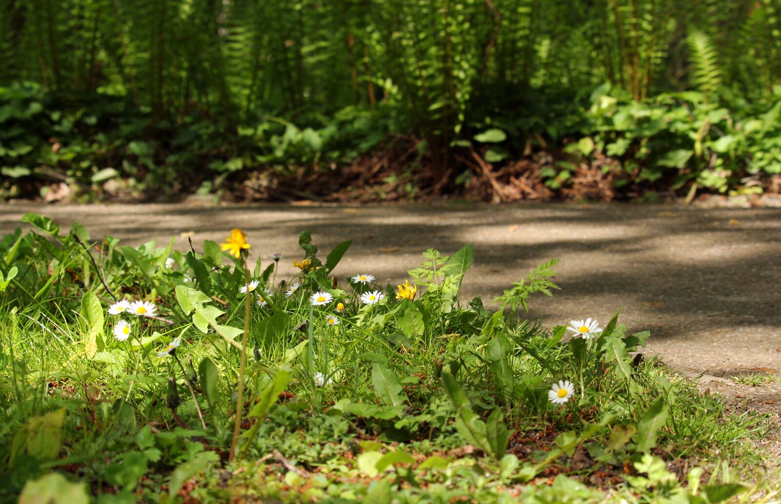 Canon EF-S 55-250mm F4-5.6 IS STM sample photo. Forest path, walk, away photography