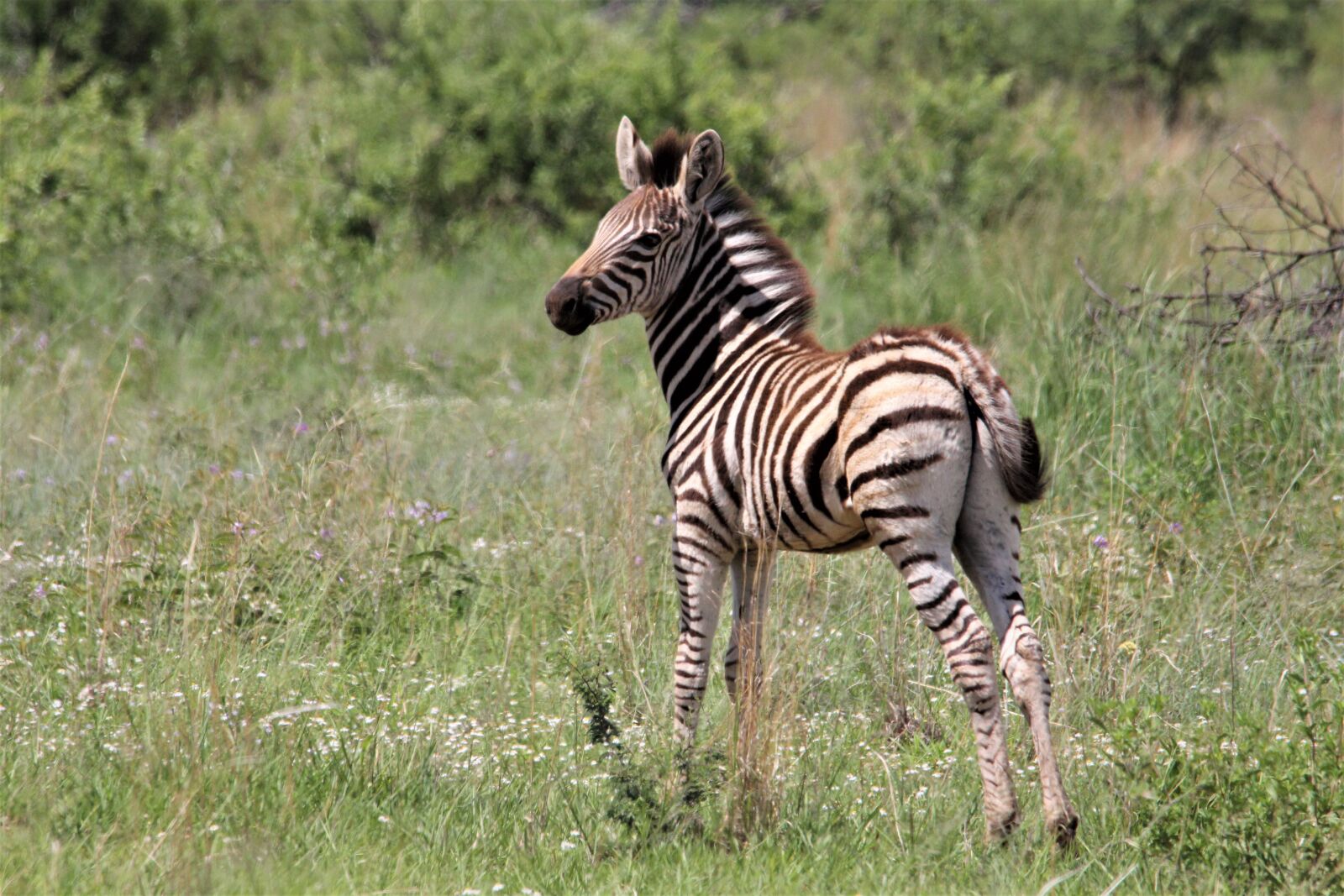Canon EOS 60D sample photo. Zebra, young, grass photography