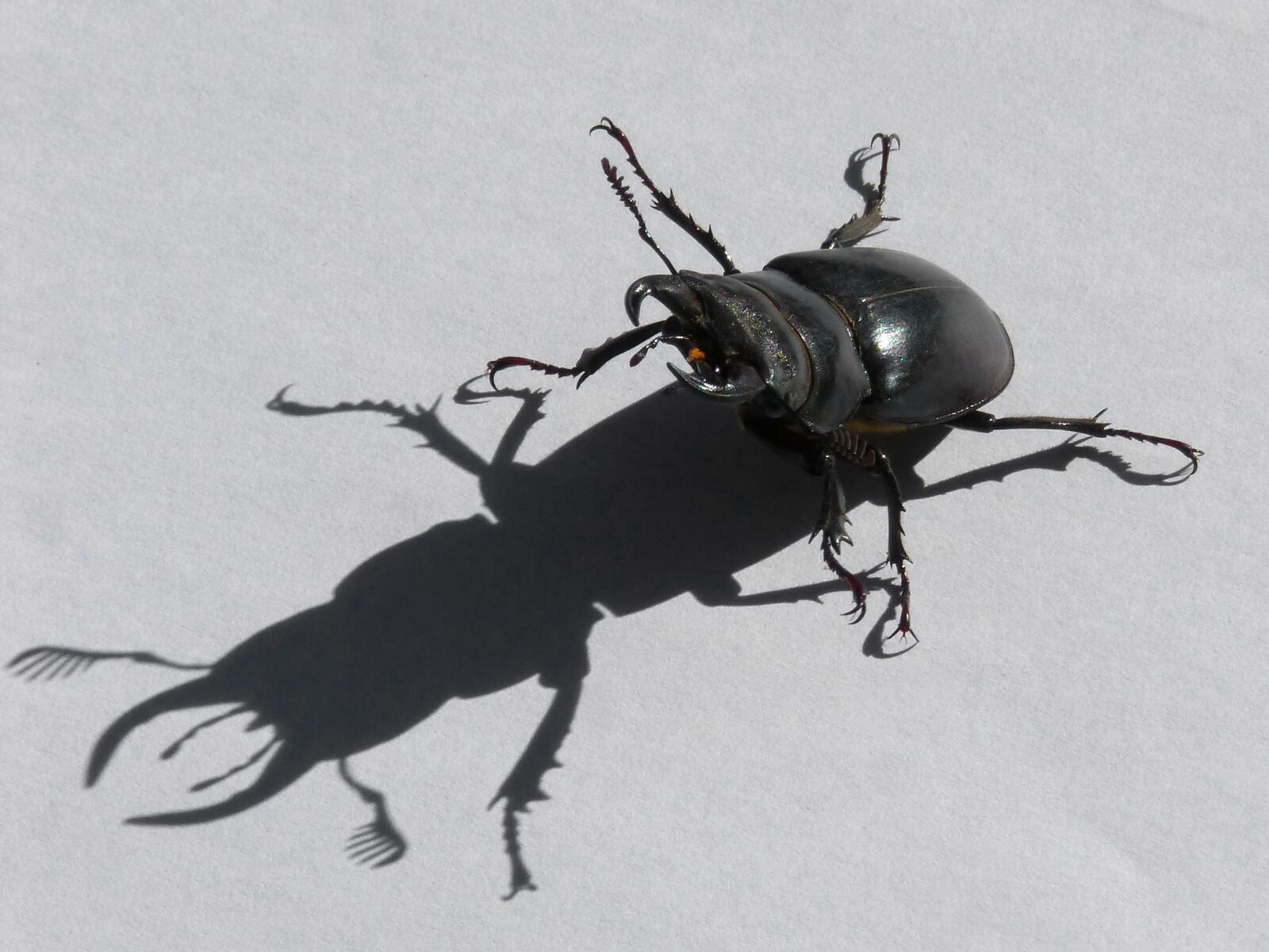 Panasonic DMC-FZ62 sample photo. Beetle, lucanus cervus, stag-beetle photography