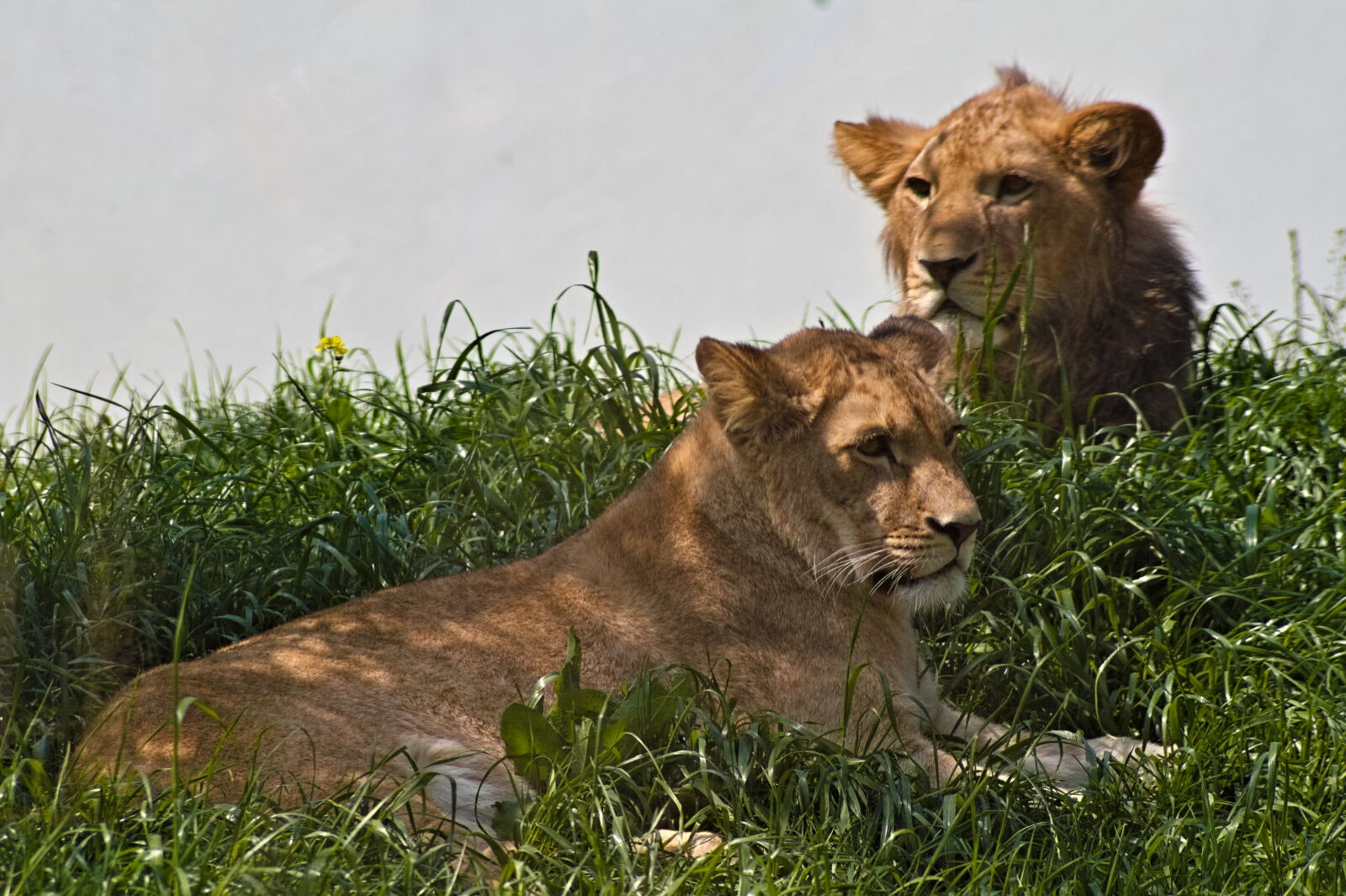 Canon EF 35-80mm f/4-5.6 sample photo. Lion cubs zoo pilsen 2023 photography
