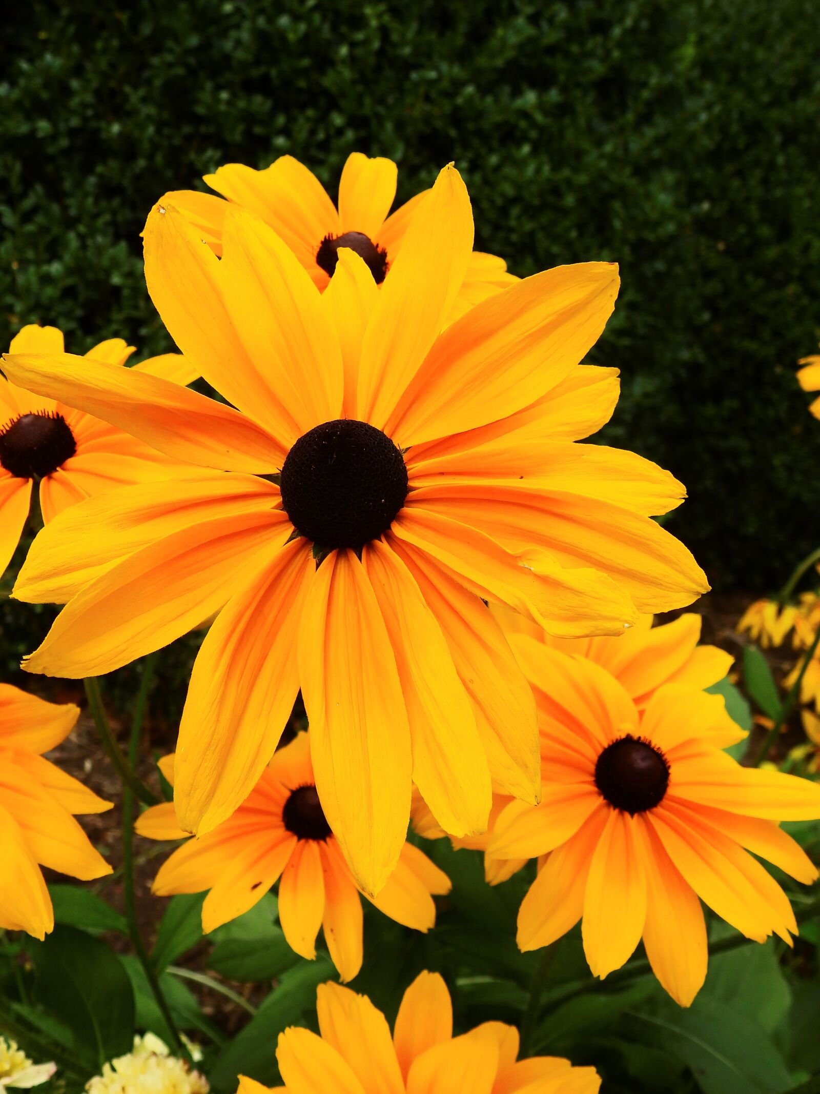 Nikon Coolpix P900 sample photo. Flowers, blossom, bloom photography