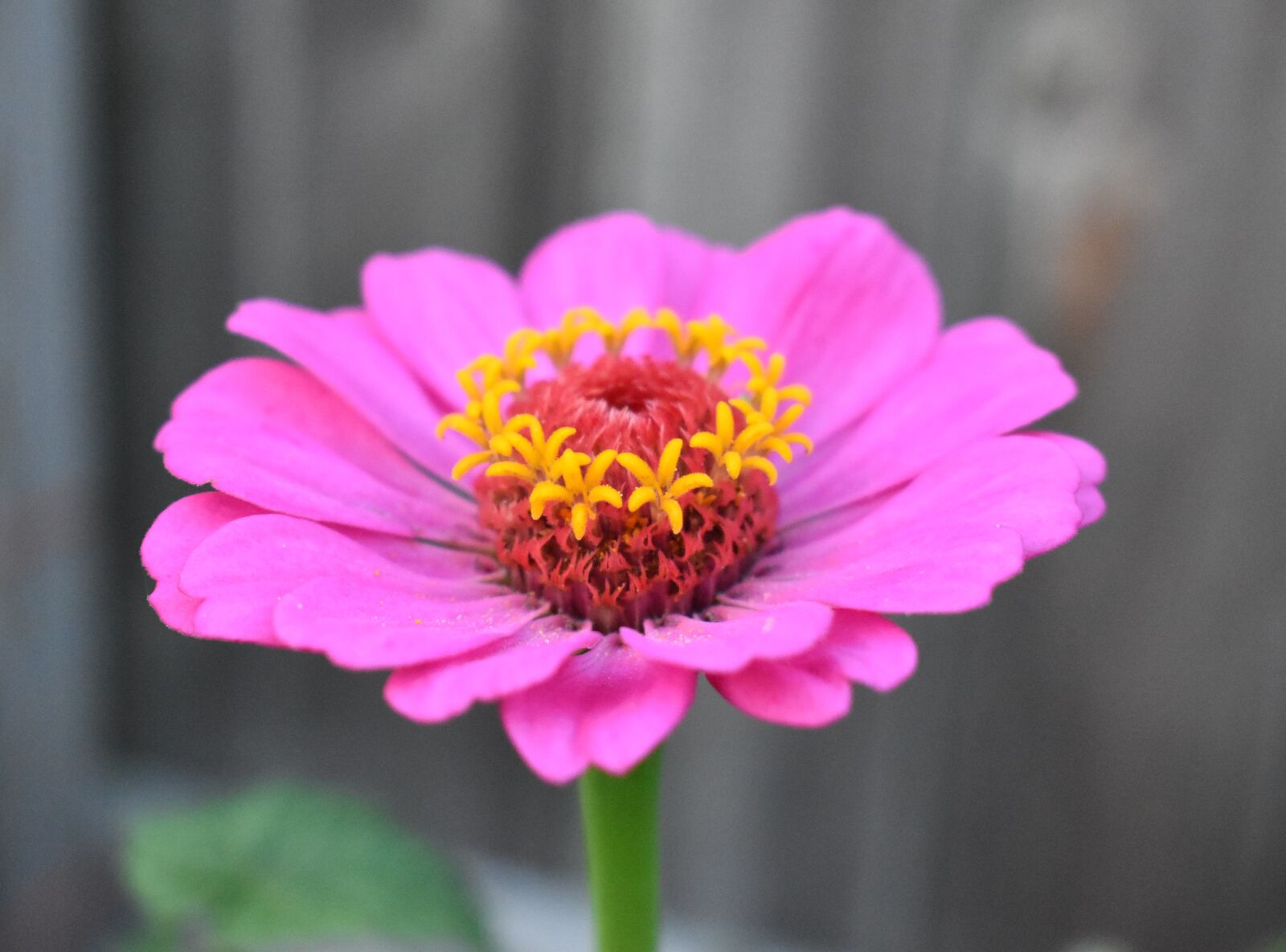 Nikon D5500 sample photo. Zinnia, flower, pink photography