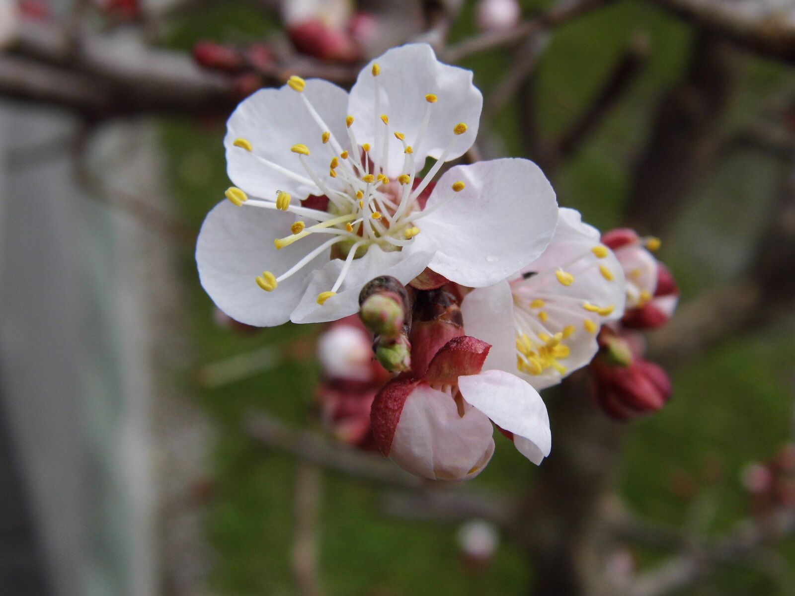 Benq GH600 sample photo. Apricot, blossom, bloom photography