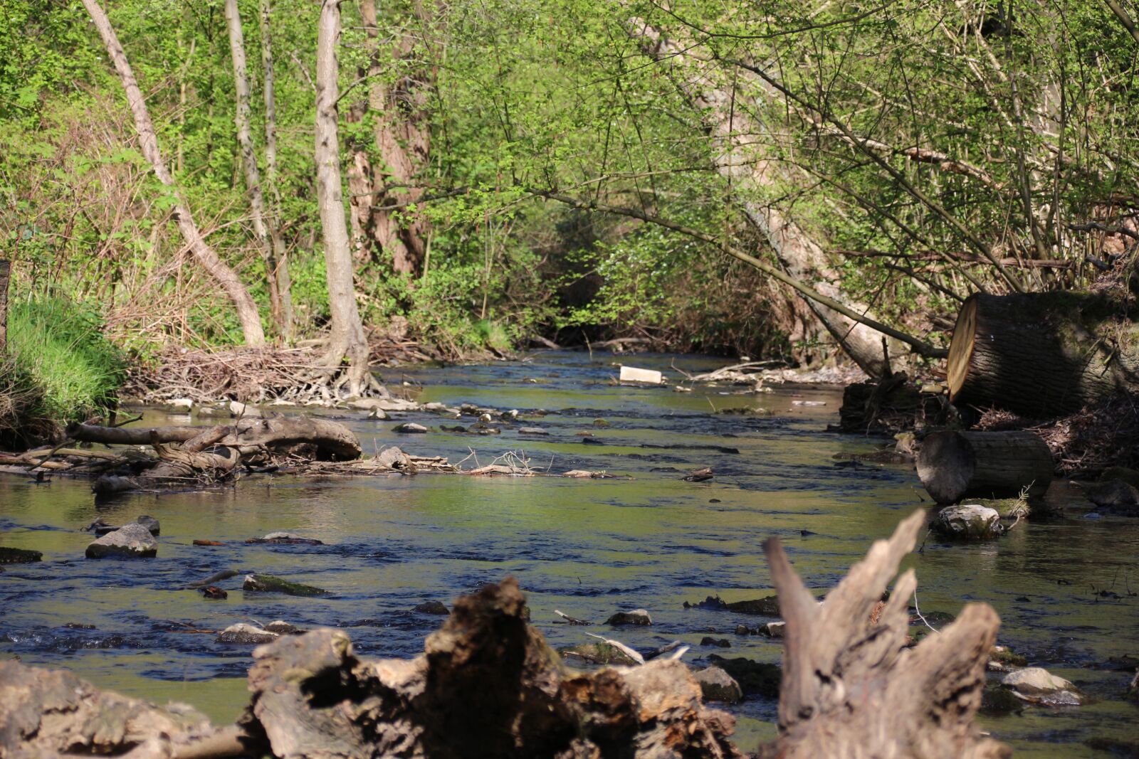 Canon EOS 700D (EOS Rebel T5i / EOS Kiss X7i) sample photo. Bach, nature, water photography