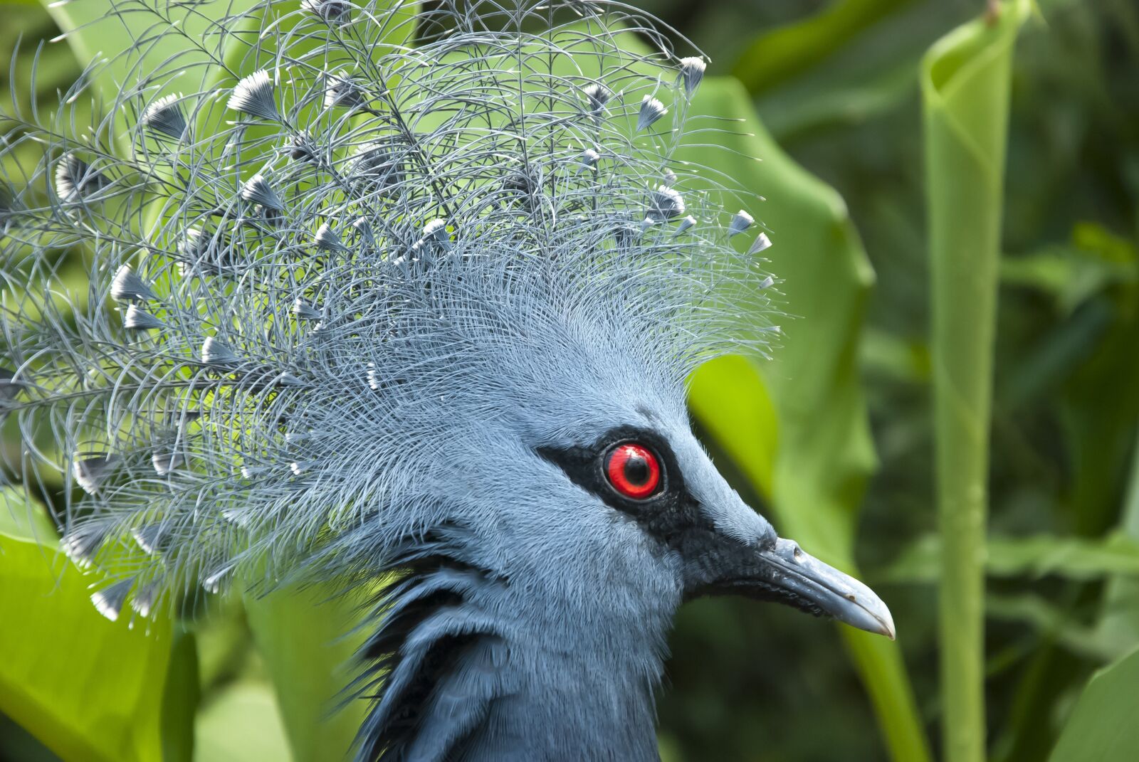 Nikon D80 sample photo. Zoo, pigeon, exotic photography