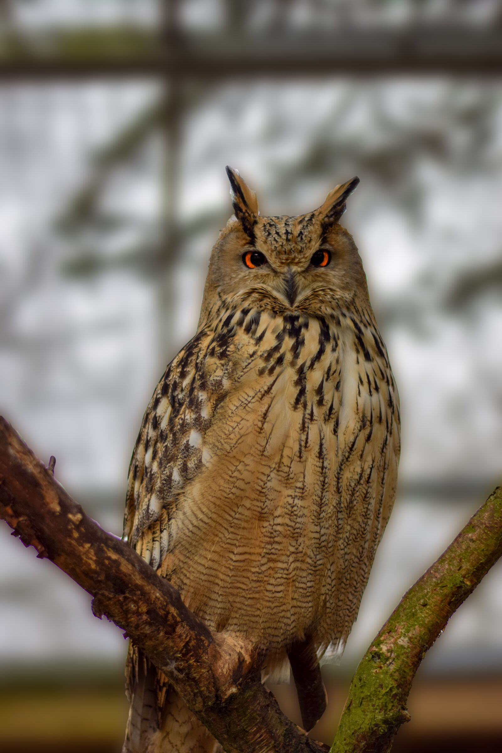 Nikon D5300 sample photo. Eagle owl, animal, owl photography