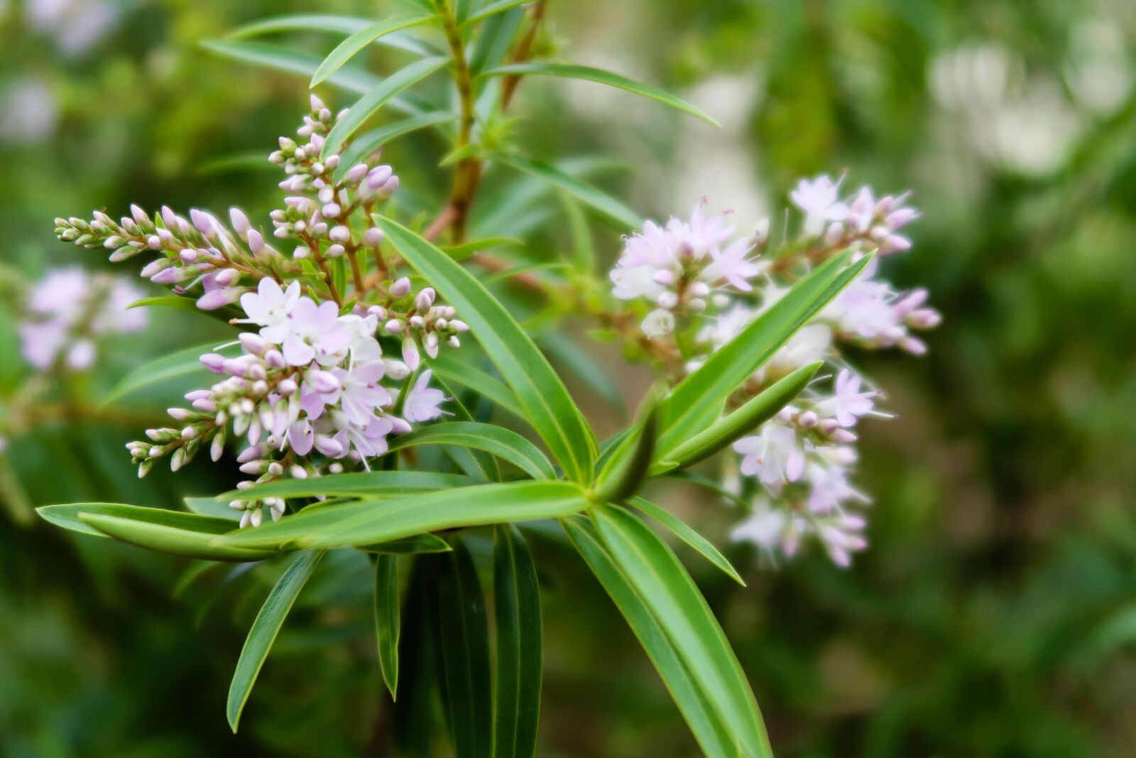 Canon PowerShot G7 X Mark II sample photo. Hebe salicifolia, koromiko, new photography