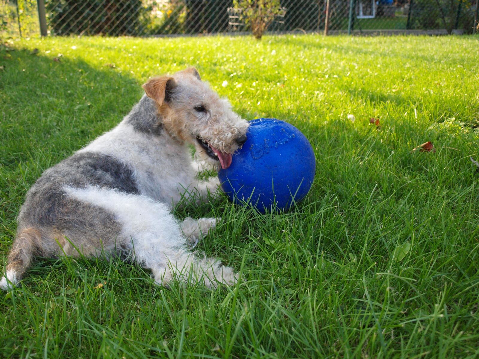 Olympus E-420 (EVOLT E-420) sample photo. Dog, fox terrier, meadow photography