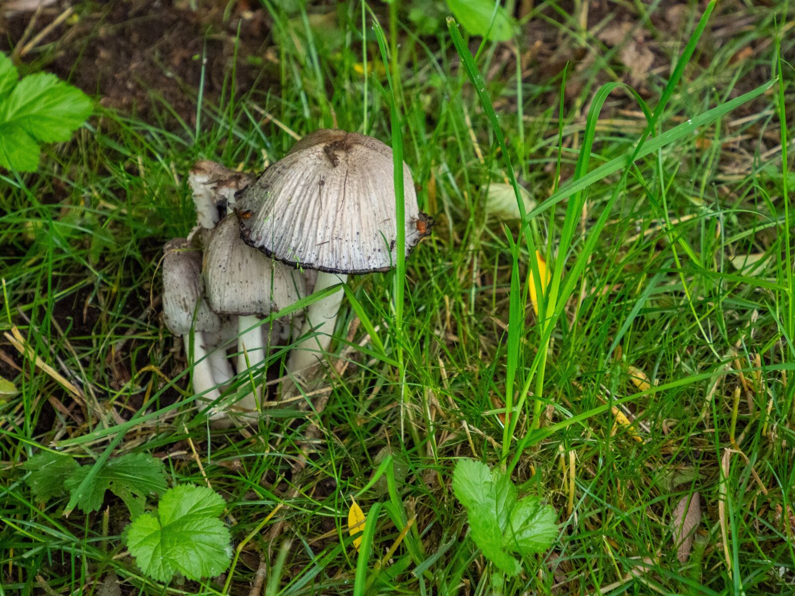 Olympus M.Zuiko Digital ED 12-200mm F3.5-6.3 sample photo. Mushrooms, grass, nature photography