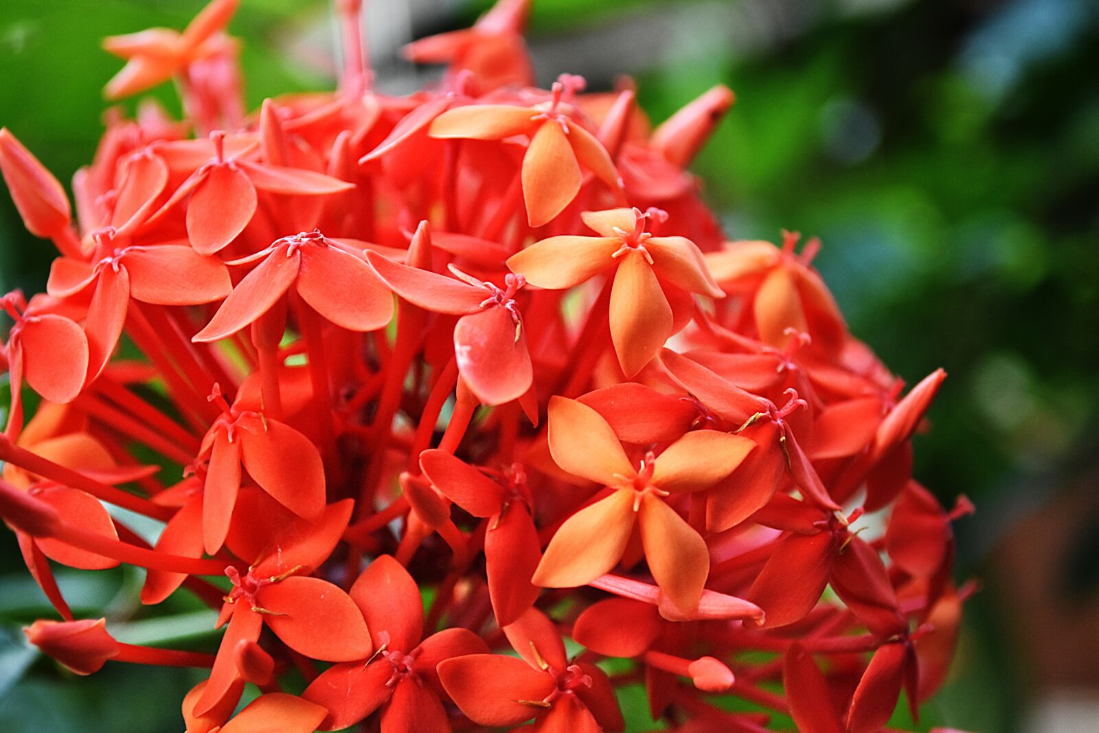 Nikon D7200 sample photo. Santan, nature, petals photography
