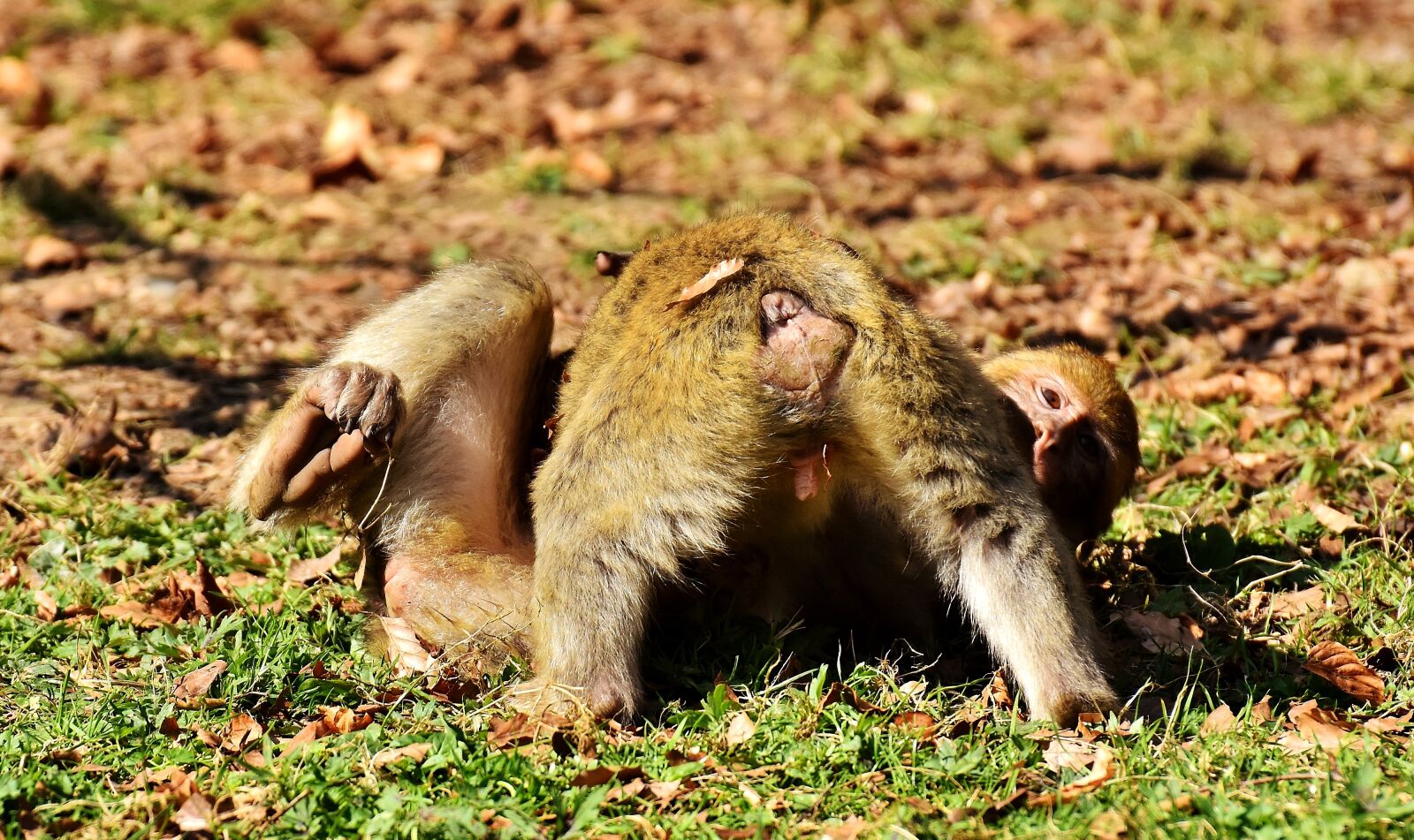 Nikon D7200 sample photo. Berber monkeys, play, cute photography