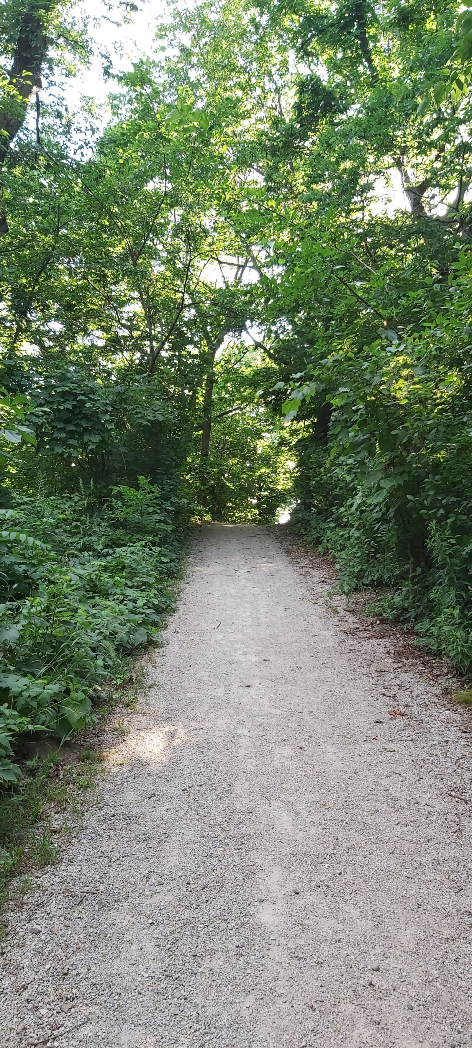Samsung Galaxy A70 sample photo. Path, trail, forest photography
