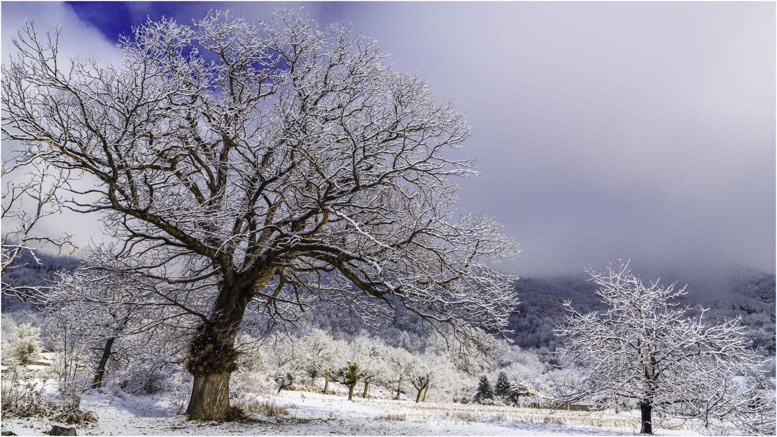 Canon EF 24-105mm F4L IS USM sample photo. Trees, winter, snow photography