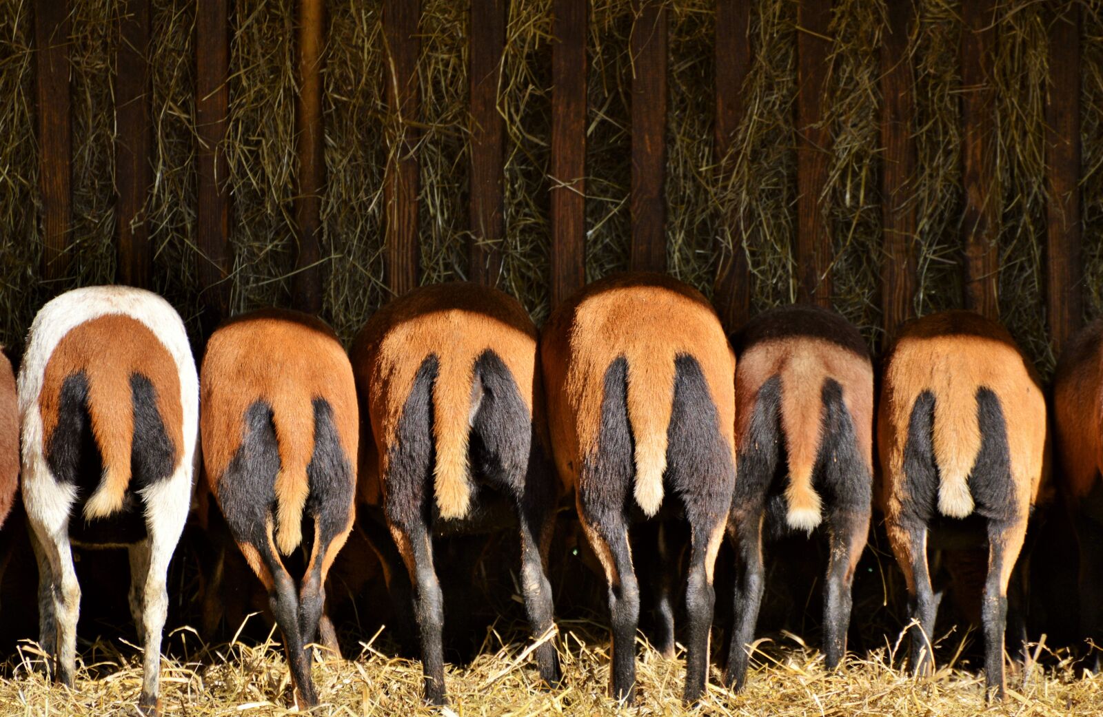 Nikon D3200 sample photo. Sheep, animals, sheep's wool photography