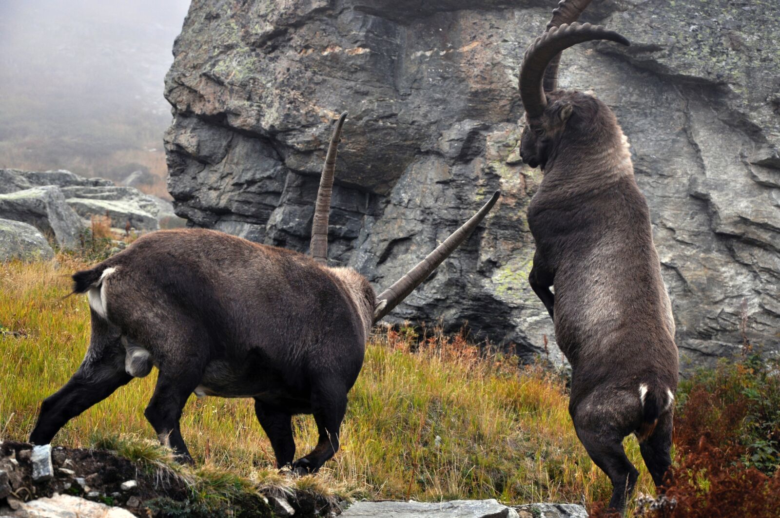 Nikon D90 sample photo. Ibex, capra ibex, males photography