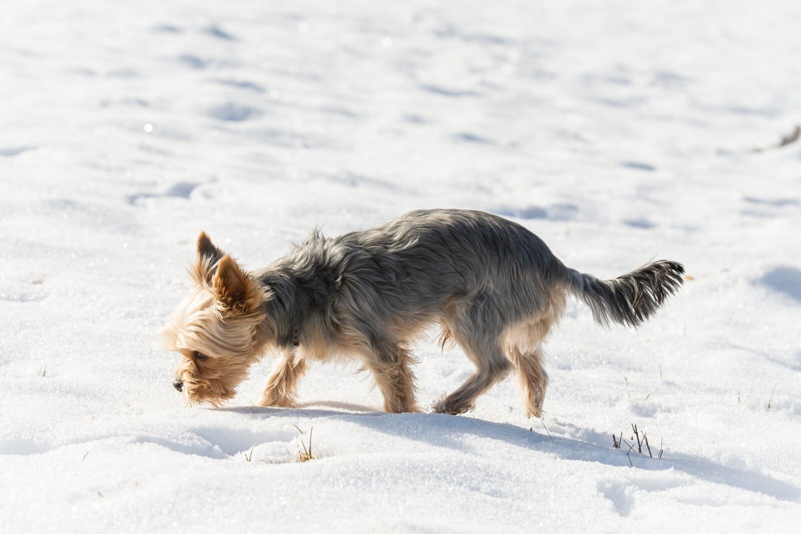 Nikon D7100 sample photo. Dog, small, winter photography