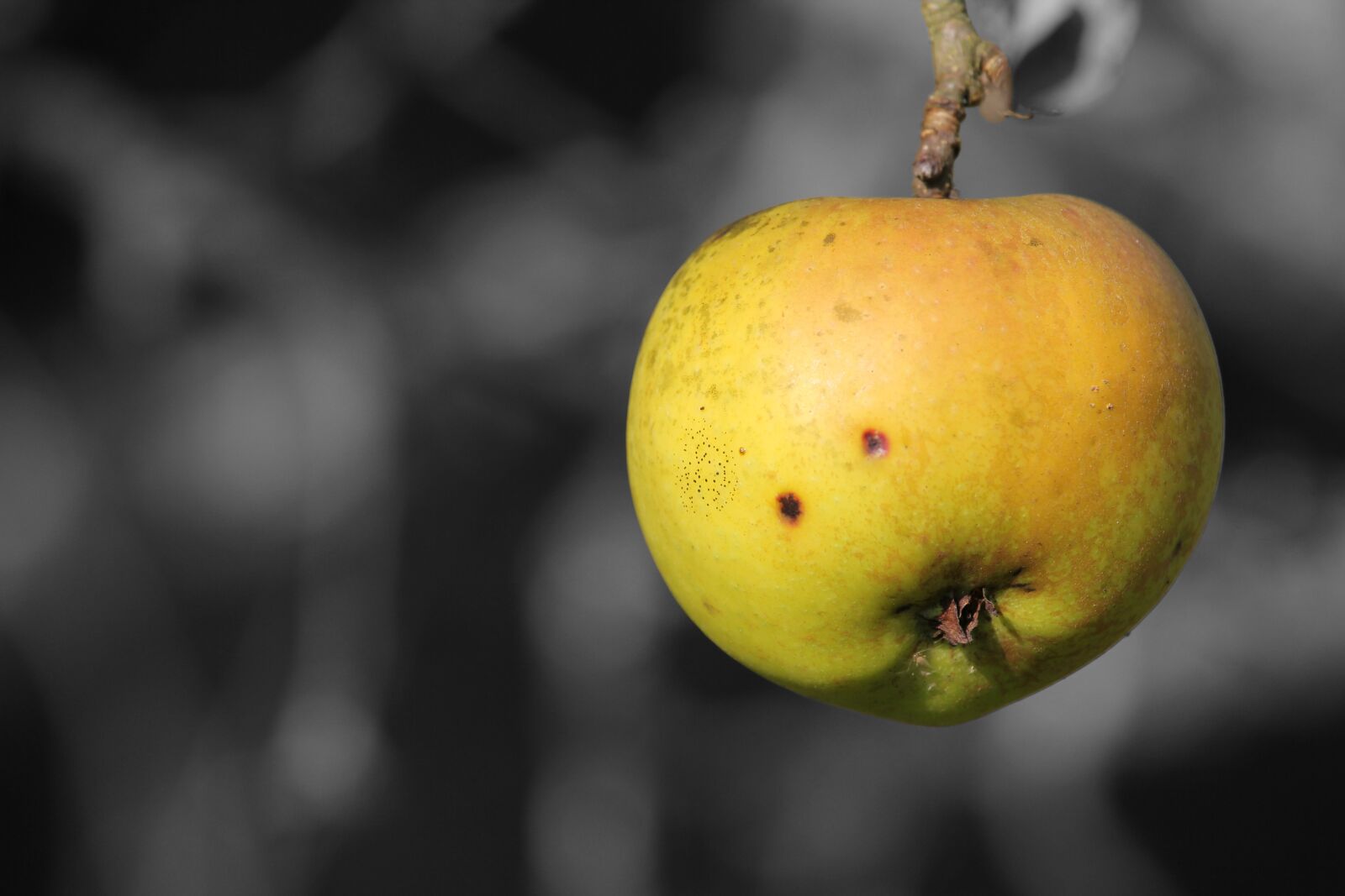 Canon EOS 60D sample photo. Fruit, food, nature photography
