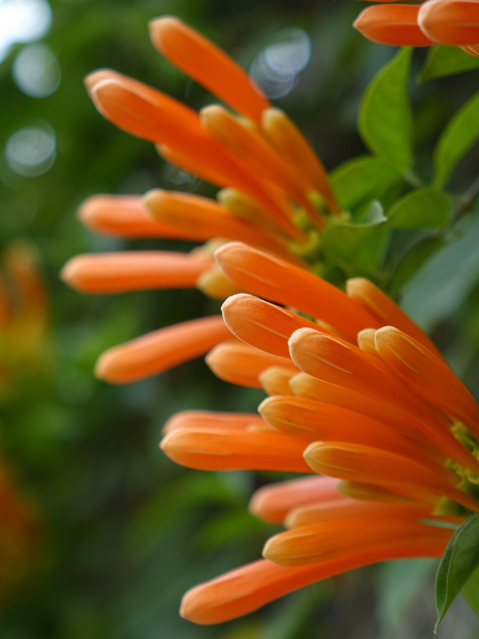 Sony Cyber-shot DSC-RX10 sample photo. Firecracker flower, flame vine photography