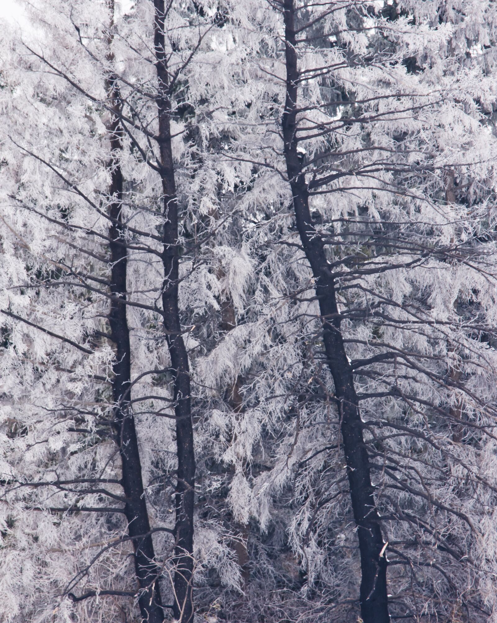 Nikon D3400 sample photo. Frost, freeze, winter photography