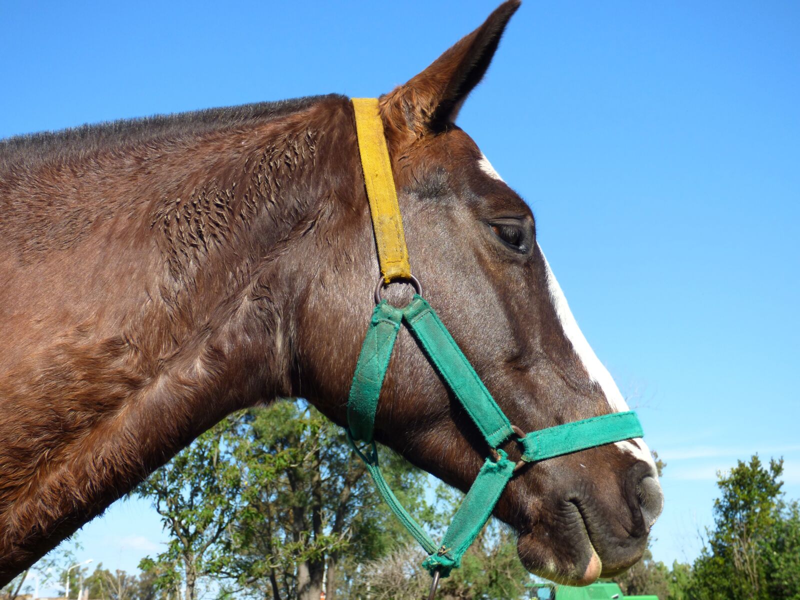 Panasonic Lumix DMC-FZ70 sample photo. Equine, head, look photography