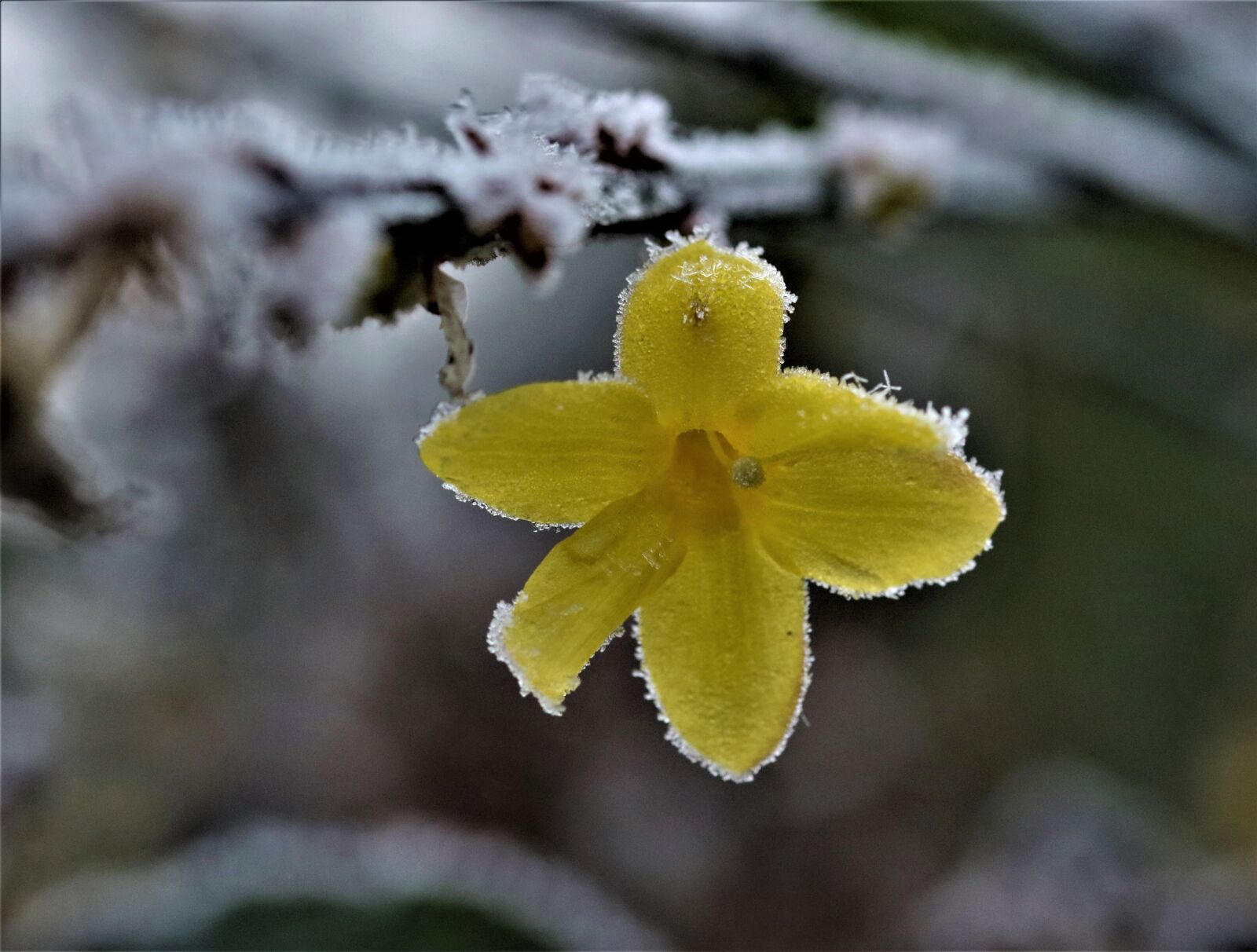 Canon EOS 7D Mark II sample photo. Flower, yellow, snow photography