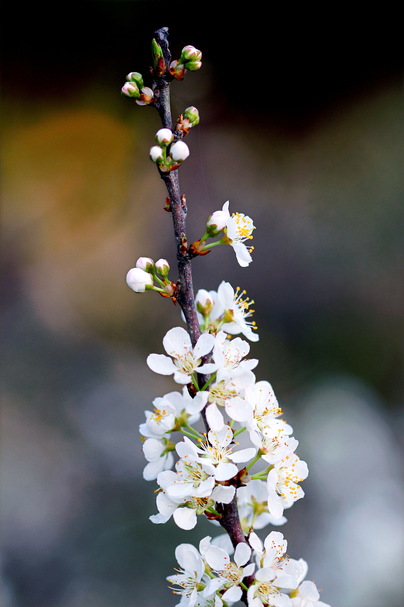 Canon EOS 70D + Canon EF 100mm F2.8 Macro USM sample photo. White, petaled, flower, photography photography