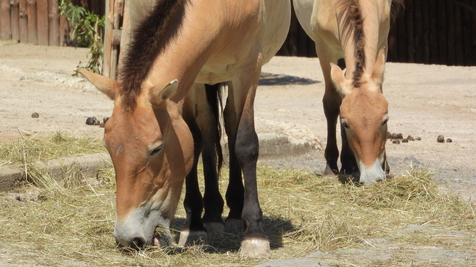 Nikon Coolpix P610 sample photo. Przewalski's horse, equus przewalskii photography