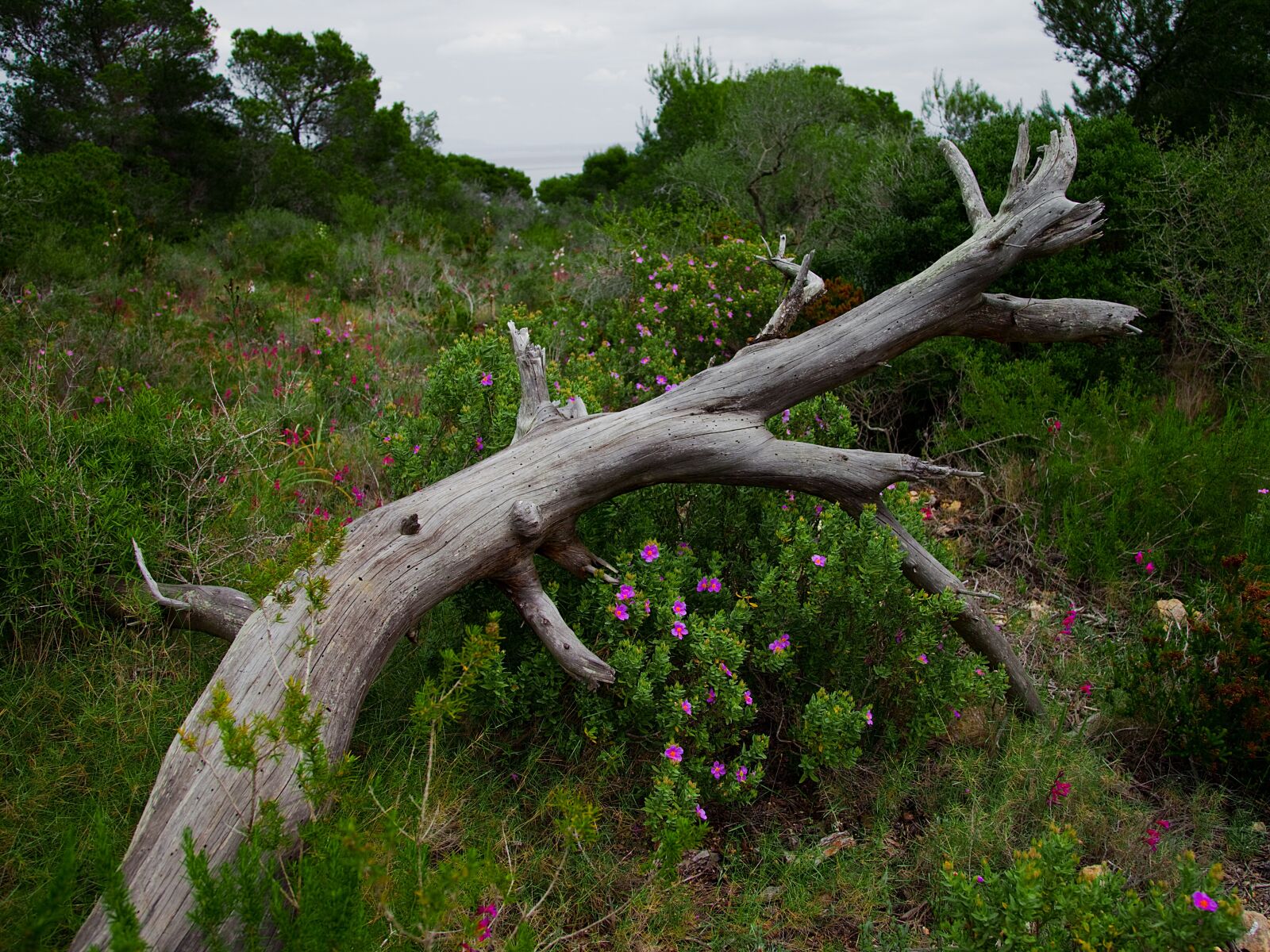 Canon EOS 5D Mark II sample photo. Flowers, log, nature photography