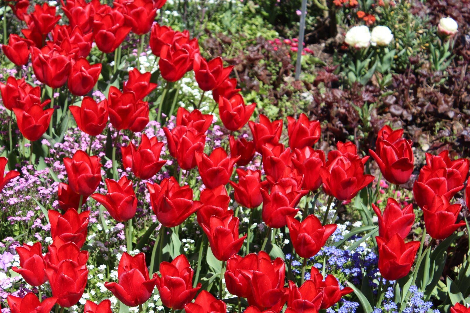 Canon EOS 600D (Rebel EOS T3i / EOS Kiss X5) sample photo. Botanical garden augsburg, red photography