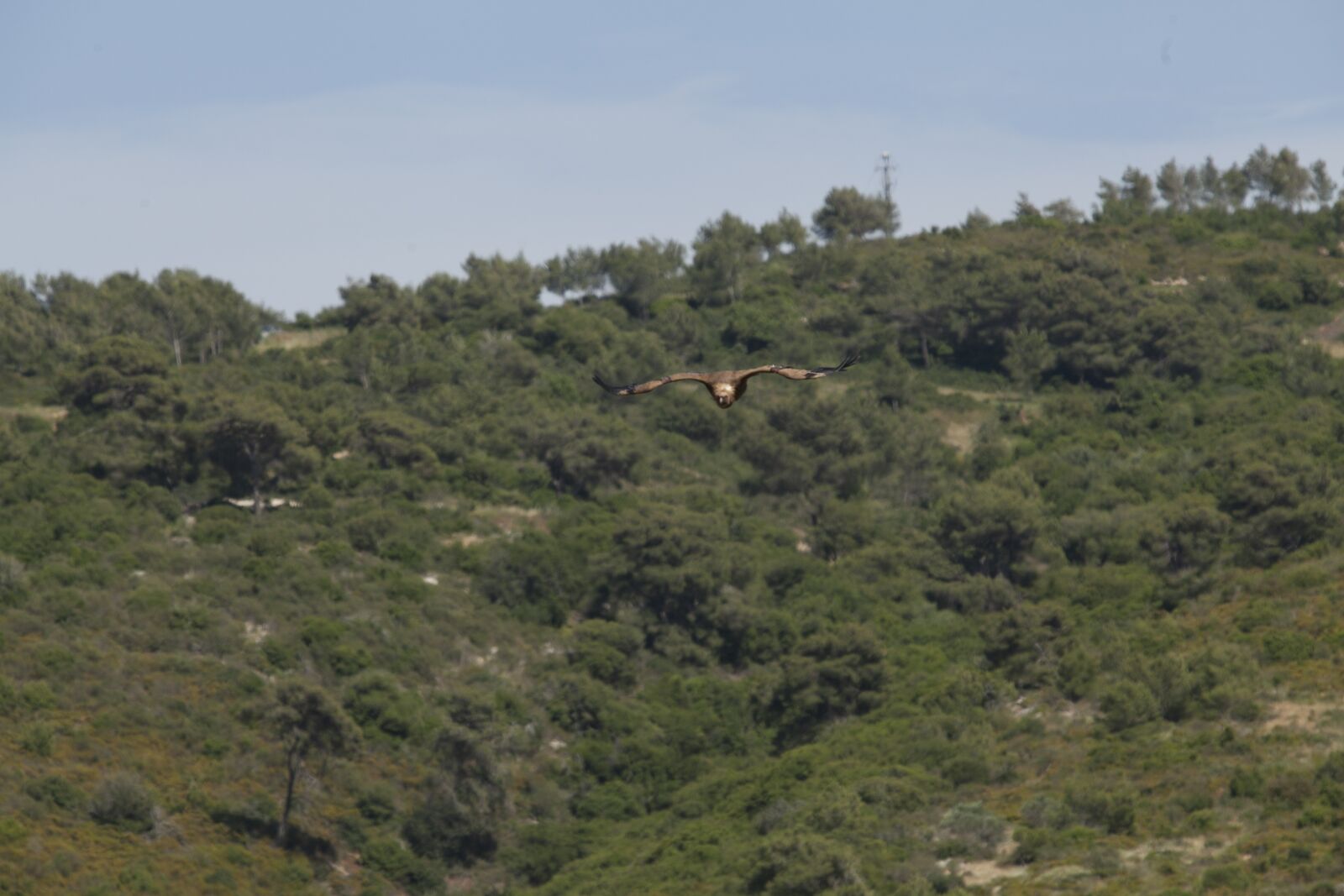 Canon EF 70-200mm F2.8L USM sample photo. Wings, fly, israel photography