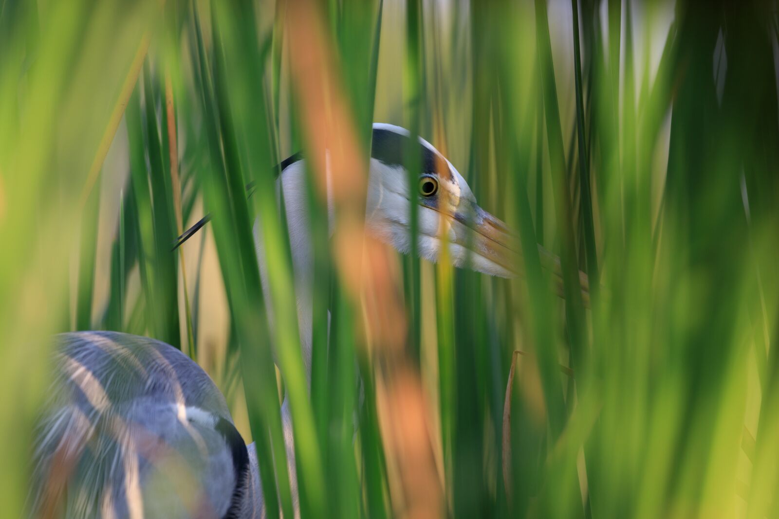 Canon EF 300mm F2.8L IS II USM sample photo. Heron, reeds, bird photography