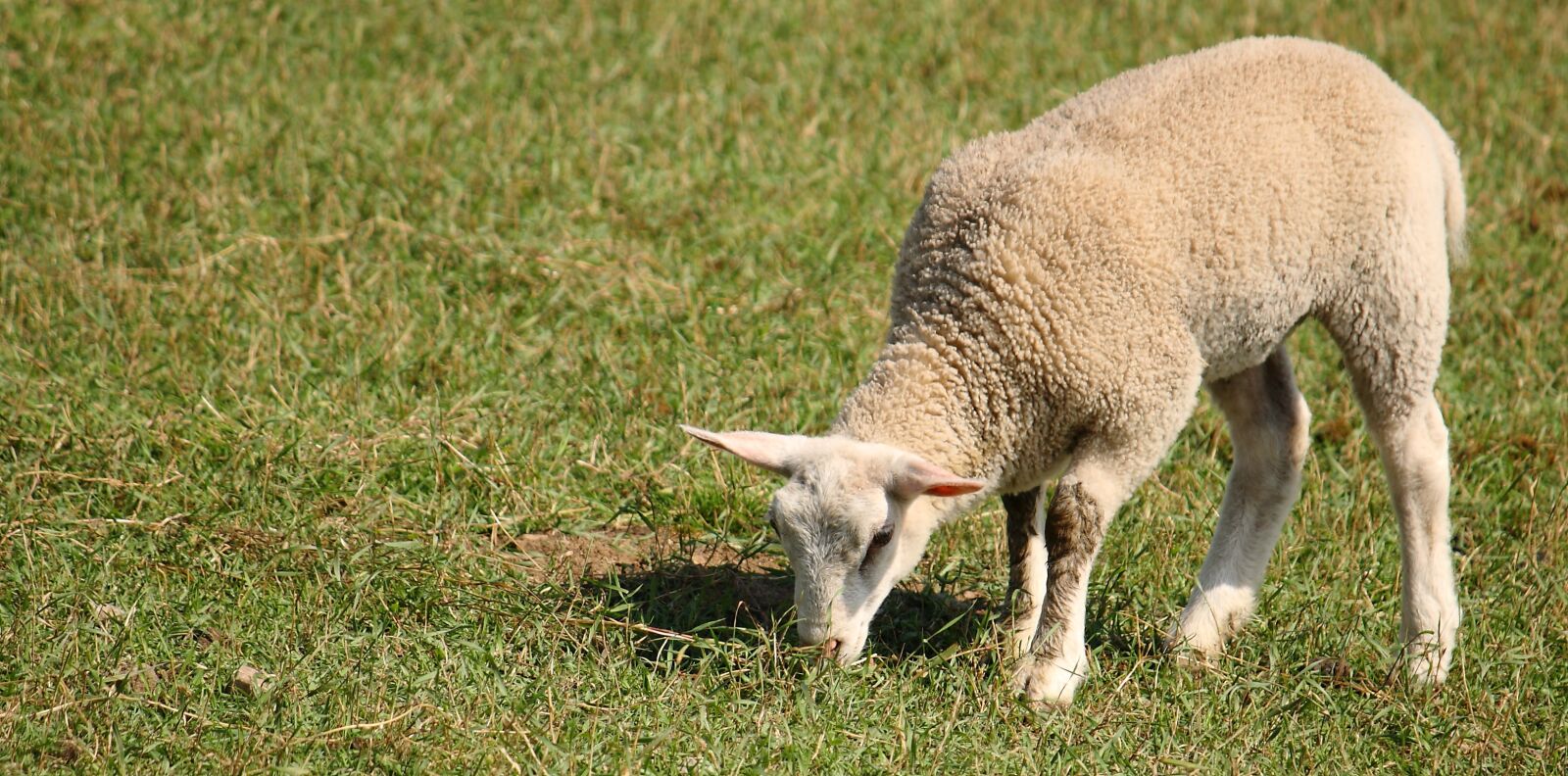 Canon EOS 400D (EOS Digital Rebel XTi / EOS Kiss Digital X) sample photo. Lamb, sheep, country photography