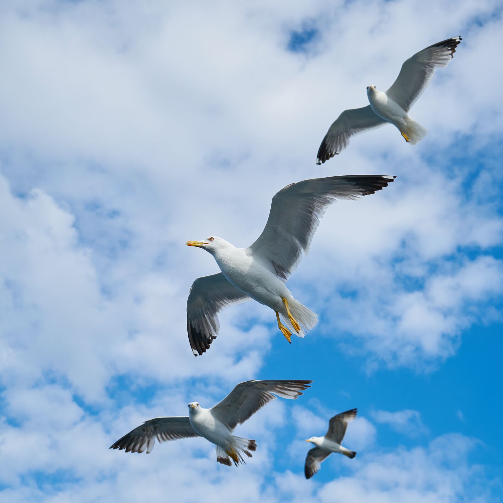 Sony a7R II + Sony Vario Tessar T* FE 24-70mm F4 ZA OSS sample photo. Seagull, bird, beautiful photography