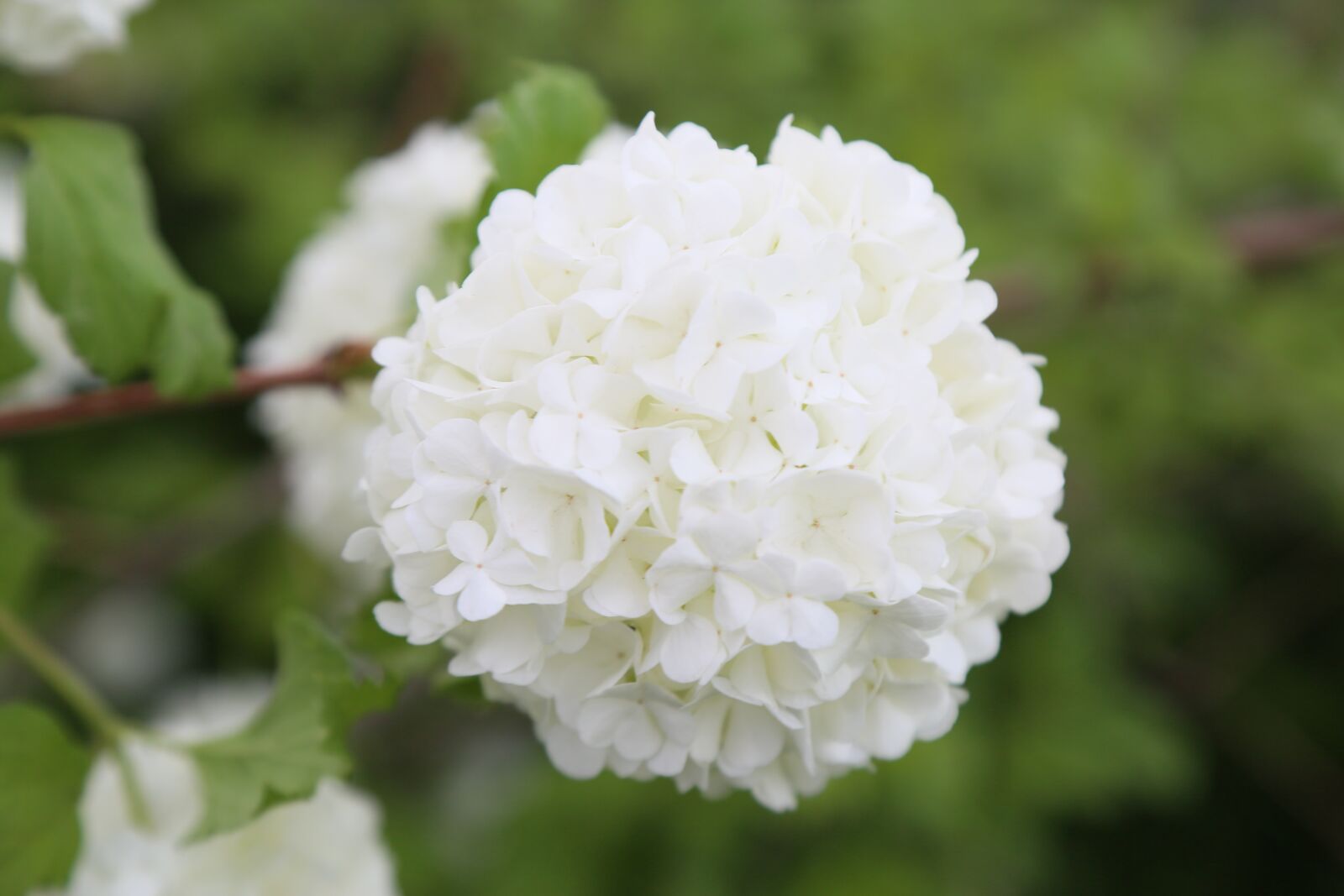 Canon EF 24-105mm F4L IS USM sample photo. Nature, flower, plant photography
