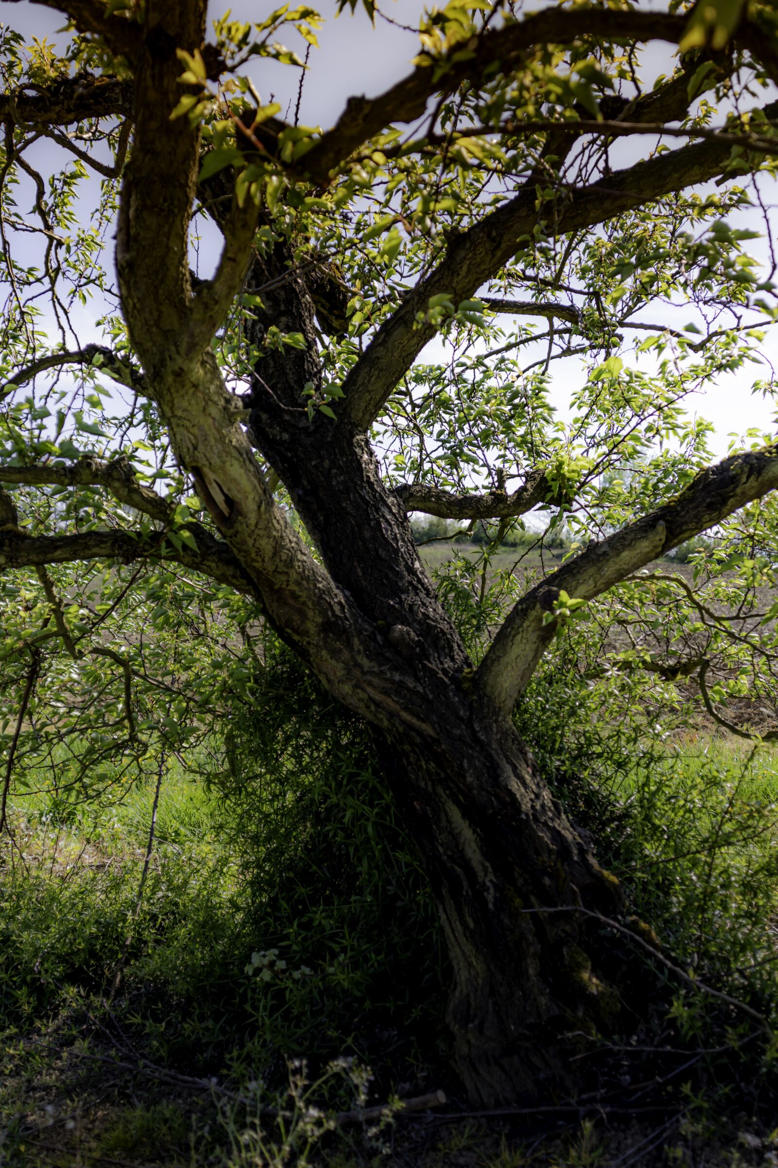 Nikon D7500 sample photo. Tree, nature, landscape photography