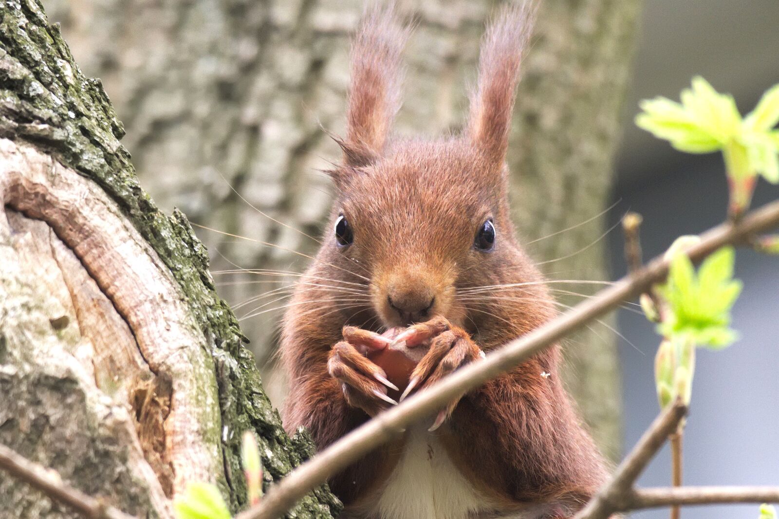 Canon EOS M10 sample photo. Nature, animal, animal world photography