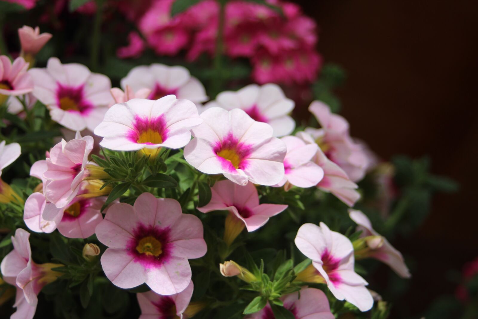 Canon EF 28-80mm f/3.5-5.6 USM sample photo. Flower, petunia, pink photography