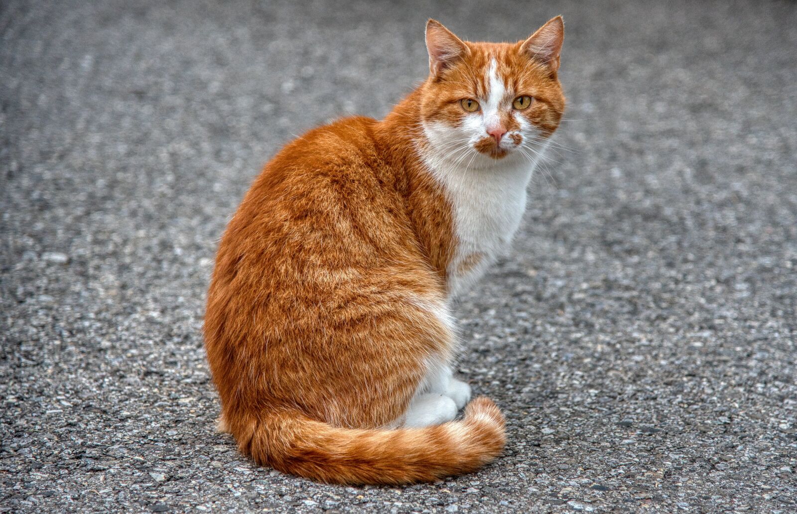 Nikon D750 sample photo. Cat, red, scheckig photography