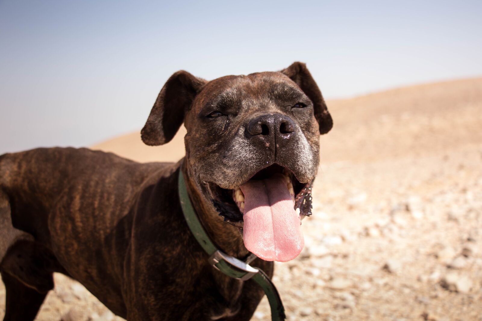 Canon EOS 80D sample photo. Dog, nature, sun photography
